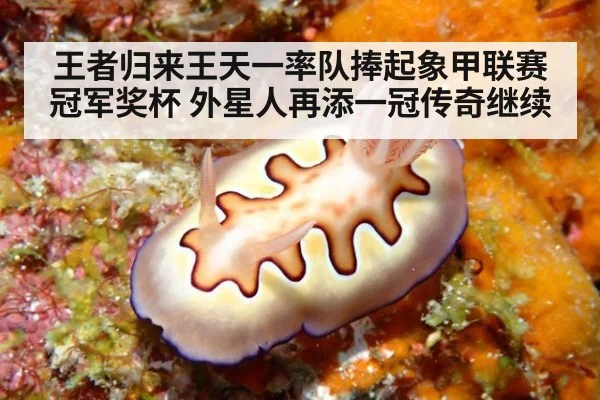 王者归来王天一率队捧起象甲联赛冠军奖杯 外星人再添一冠传奇继续